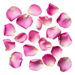 Pink rose petals on white surface, cut out - stock png.