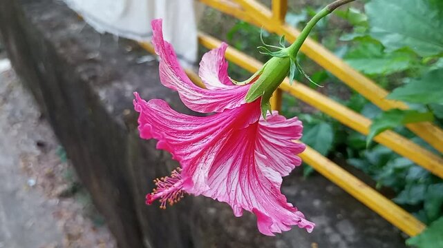 The amazing beauty of jaba flower oscillate 