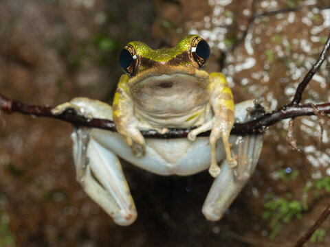 West java - curug Ciputri, 30 august, 2024; odorrana hosii frog also known as poisonous rock frog hanging on the branch at night near Ciputri waterfall java