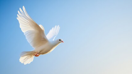 Fototapeta premium A graceful white dove soaring through a clear blue sky, symbolizing peace and freedom.
