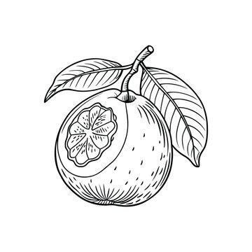 recommend clip art: Minimalist Guava Icon. Line Art Fruit Illustration for Digital Use