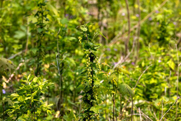 Wild gooseberry flowers. Ribes uva-crispa, known as gooseberry or European gooseberry