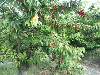 Fruto rojo en el arbol