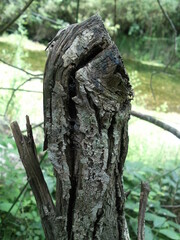 Tronco de arbol seco