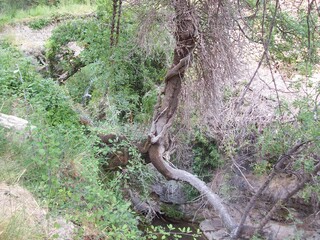 Raices aereas de arbol