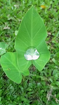 A wobbly drop of water is playing on the leaves