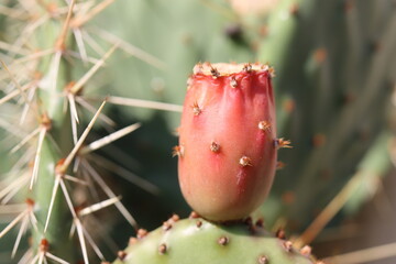 kaktus opuncja Opuntia cymochila v. montana HU 1771