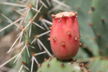 kaktus opuncja Opuntia cymochila v. montana HU 1771