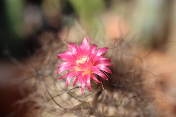 Neoporteria senile kaktus Neoporteria senilis