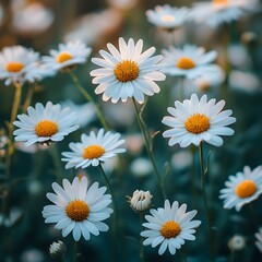 Obraz premium Stunning high-resolution image of Chamomile blossoms, capturing the purity of each petal