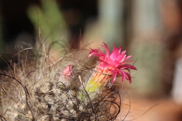 Neoporteria senile kaktus Neoporteria senilis