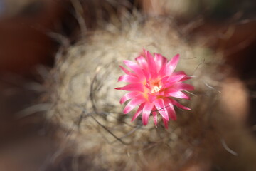 Neoporteria senile kaktus Neoporteria senilis