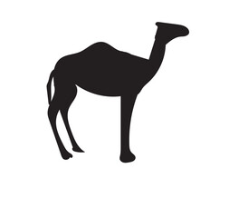 silhouette of a camel
