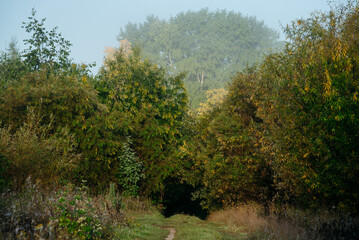 A road leading to a dark tunnel