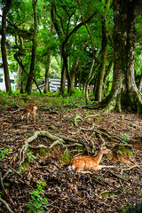 Obraz premium Nara Park with pond and deers, in Nara, Japan