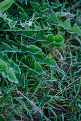 The first frosts.