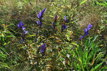 Willow gentian, Gentiana asclepiadea, close-up