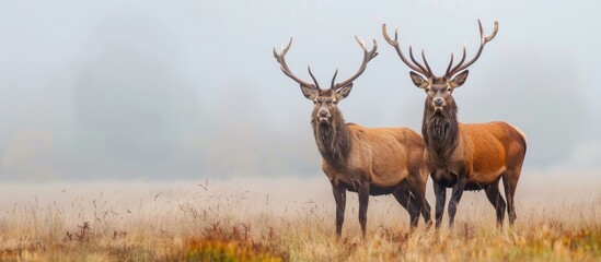 Obraz premium Red Deer Stags Cervus elaphus in Europe. Copy space image. Place for adding text and design