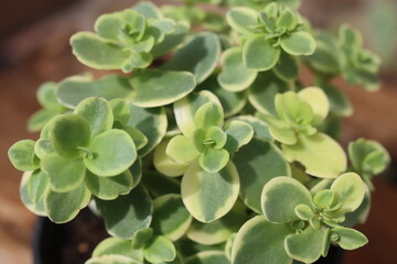 Sedum Lime Twister rozchodnik