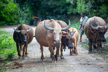 Buffalo raised in the traditional way in Thailand