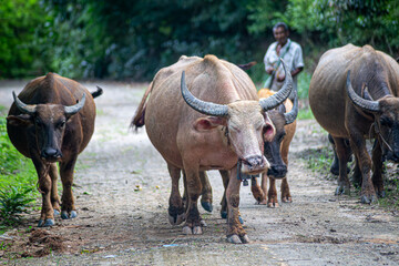 Buffalo raised in the traditional way in Thailand