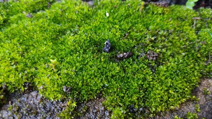 Green color moss 