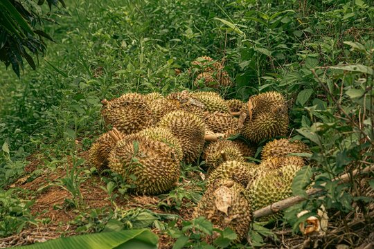 Phytophthora palmivora causes postharvest fruit rots on durian fruit. Symptoms: Brown-gray bruises are often found at the tip or bottom of the fruit