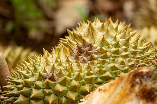 Phytophthora palmivora causes postharvest fruit rots on durian fruit. Symptoms: Brown-gray bruises are often found at the tip or bottom of the fruit