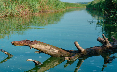 tree in the lake