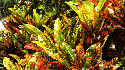 Obraz premium Colorful leaves of garden plants