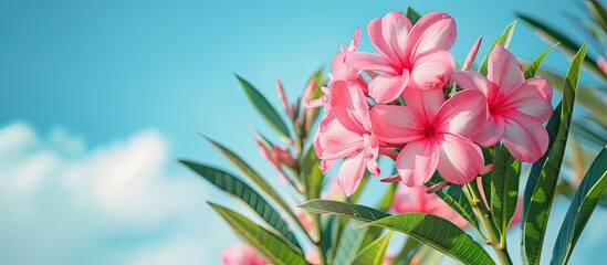 Obraz premium Pink Oleander flowers Oleander Nerium against a blue sky background Copy space