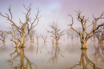 Foggy Swamp with Gnarled Trees