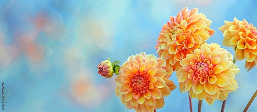 Wall mural Banner Yellow and orange dahlias set against a blue sky background Copyspace