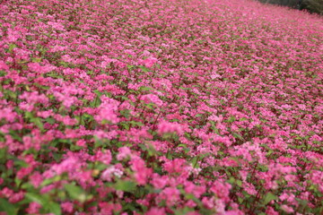 Naklejka premium アカソバ（高根ルビー）の咲く野。