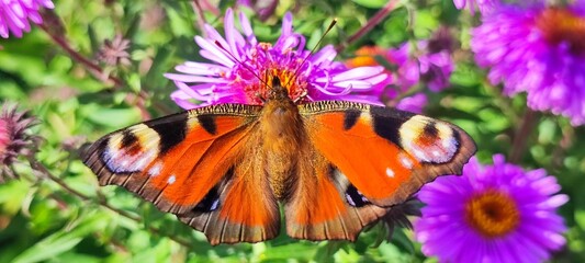 butterfly on flower