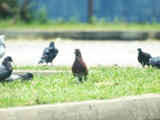 This photograph displays a group of pigeons gathered on a patch of pavement, with one bird standing out due to its distinctive reddish-brown colouring. The others are mostly dark grey and black, 