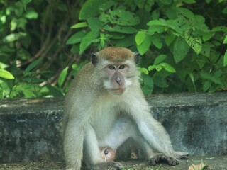 This is a close-up of a monkey, likely a macaque, with an intense expression on its face. Its fur is greyish-brown with lighter patches near the face and chest, and its deep-set eyes focus directly 