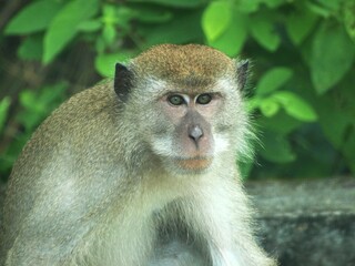 This is a close-up of a monkey, likely a macaque, with an intense expression on its face. Its fur is greyish-brown with lighter patches near the face and chest, and its deep-set eyes focus directly 
