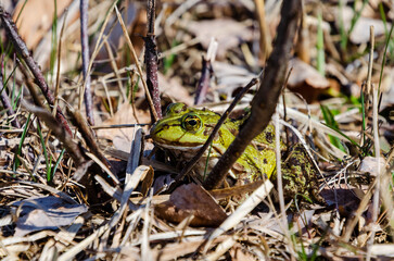 Green frog hiding among grass and leaves on a spring day, close-up shot at forest edge, horizontal