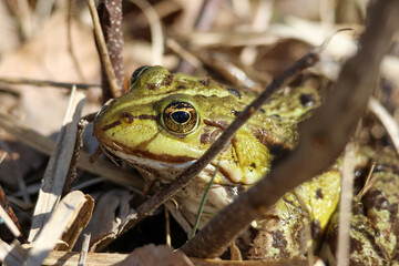 Green frog hiding among grass and leaves on a spring day, close-up shot at forest edge, horizontal