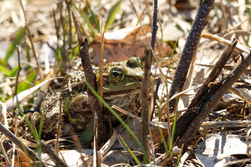 Green frog hiding among grass and leaves on a spring day, close-up shot at forest edge, horizontal
