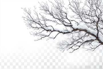Fototapeta premium Winter snow covered tree branches