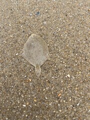 a flatfish lies well camouflaged in the sand of the north sea