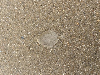 a flatfish lies well camouflaged in the sand of the north sea