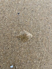 a flatfish lies well camouflaged in the sand of the north sea