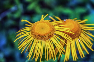 Macro  - Forest - Europe, Romania, Suceava region