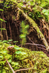 Macro  - Forest - Europe, Romania, Suceava region