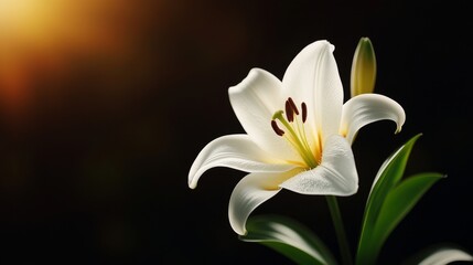 Fototapeta premium A single white lily flower, its petals glowing with soft light, floating in a sea of black, photorealistic, serene and elegant, ideal for purity-focused content, high resolution.