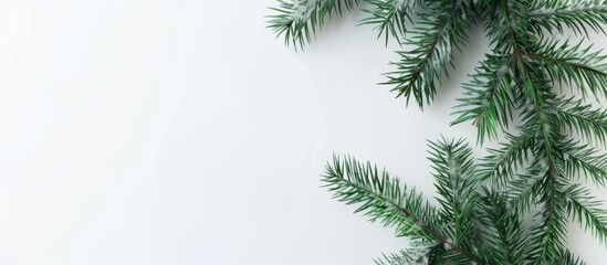 Obraz premium Single fir branches on a white background Minimalist Christmas design. Copy space image. Place for adding text and design