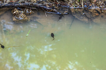Macro  - Forest - Europe, Romania, Suceava region